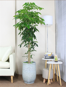 绿色点缀生活，慈溪植物租赁公司超厉害！