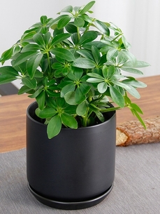 宁波鄞州绿化修剪公司